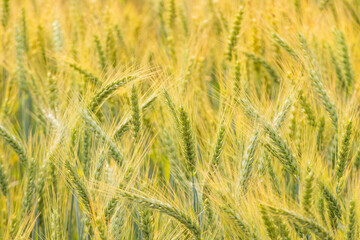 A crop of wheat frowing in Punjab