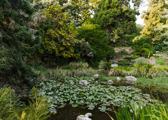 Obraz na płótnie Canvas pond with lily pads surrounded by green trees