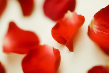 Abstract flower background, rose petals background