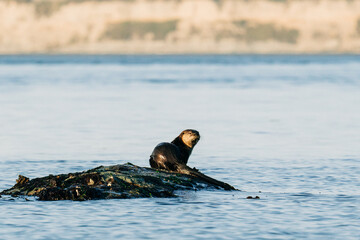 Side view of a North American river otter in the Salish Sea
