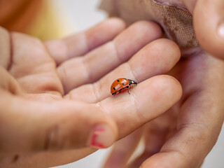 Coccinellidae on child's hands beauty