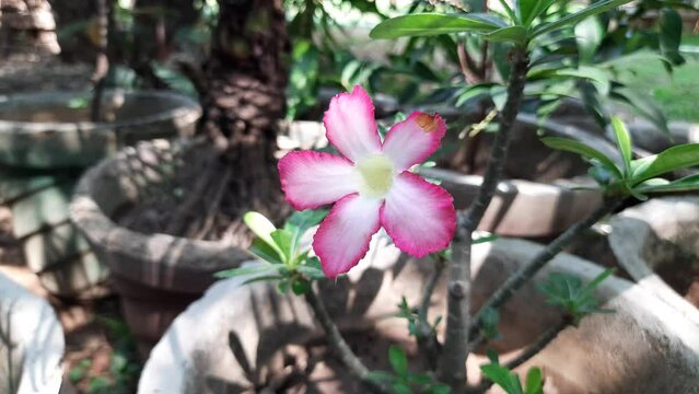 Adenium arabicum flower. It&nbsp;is a species of succulent plant commonly used for&nbsp;bonsai.
Its other names desert rose, Adenium obesum,&nbsp;Adenium and Adan bush. Beautiful pink flowers.