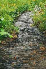 Spring creek among rocks and green grass. Mountain stream on summer day. Water foams in riverbed, source of moisture for thirst quenching and irrigation