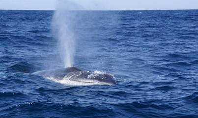Beautiful shot of a big whale splashing water and swimming on a sunny day in summer