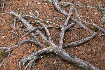 Tangle of coniferous roots on ground covered with yellow dry needles. Old tree receives nutrients from soil surface. Branches dried up, lost their bark from weather and wind.