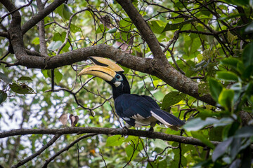 Scenic view of an oriental pied hornbill perched on a branch on a blurred background