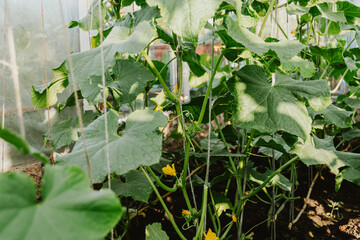 Young cucumber stems with green leaves curl on ropes. Rotation of vegetables in greenhouse, beginning of spring development of plants. Natural gardening without use of mechanisms