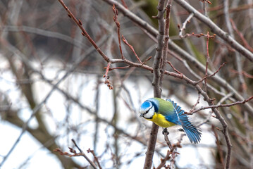 Serious blue tit on a branch spreads its tail and prepares to fly