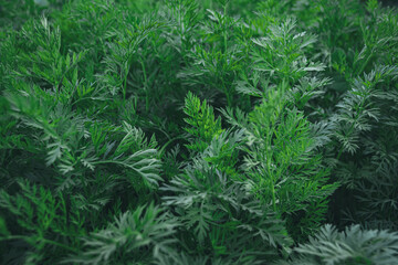 Green carrot leaves on vegetable bed on summer day. Gardening in springtime. Plant pattern structure as background. Organic agriculture, farming concept. Harvest season in the garden