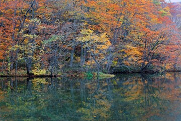 Beautiful autumn Swamp Scenery ~ Protected wetlands bathed in golden light and colorful autumn foliage reflected on smooth lake water In Tsuta Numa Pond, Towada, Aomori, Japan