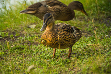 Gray ducks walk in green grass. Wild birds in habitat. Naturalist's observations of animals. Bird hunting in autumn