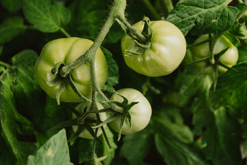 Bunch of green tomatoes with leaves hang on branch for ripening. Growing vegetables in greenhouse. Preparation and processing of crops on farm. Stage of growth, formation of plant fruits