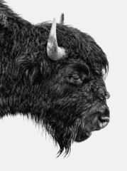 Bison portrait along Alaska Highway Northern Britisch Columbia, Canada © Wirestock Creators