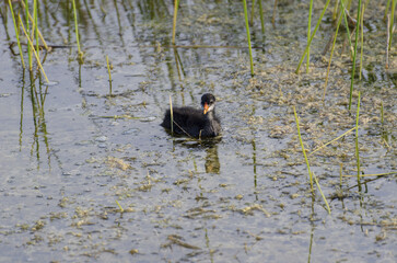 Lonely black Eurasian coot (Fulica atra) swimming in the pond with dry grass