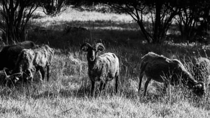 Grayscale view of three rams grazing in the pasture - obrazy, fototapety, plakaty