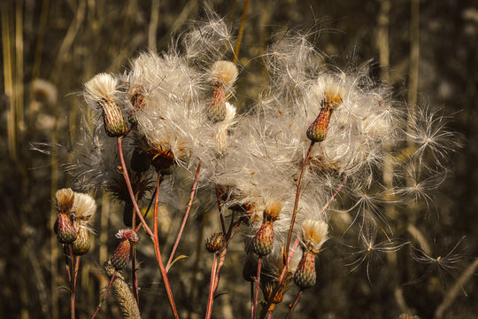 Fluffy burdock inflorescences in wild forest. Dry buds like cotton wool. Spreading seeds in wind.