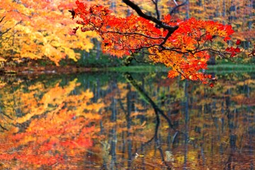 Beautiful autumn swamp scenery. Protected wetlands bathed in golden light and colorful autumn foliage reflected in smooth lake water, In Tsuta Numa Pond, Towada, Aomori, Japan ( blurred background )