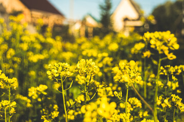 Yellow rapes flowers on sunny summer day. Green leaves and systems for harvesting for animal feed. Ingredient for rapeseed oil. Growing Brassica napus, spring gardening. Fuel for biodiesel.