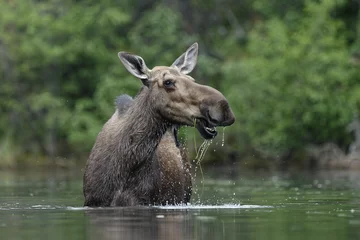 Cow moose feeding in water Yukon, Canada in summer