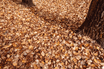 Yellow leaves covered ground in city park. Tree trunks in autumn rainy forest. Sad atmosphere