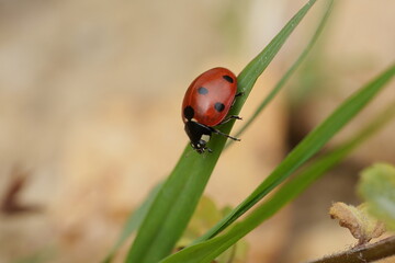 coccinelle