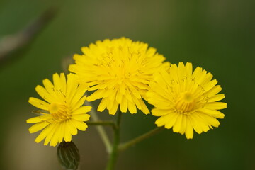 macro de pissenlit