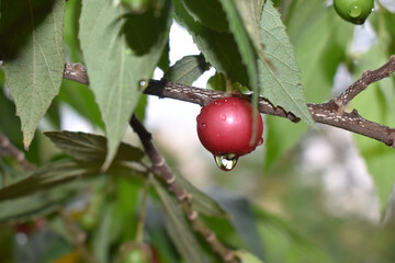 Closeup of a red Ugni molinae with waterdrops on the bottom on the branch