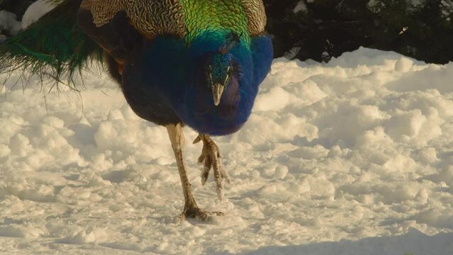 Close-up, a peacock walks through the snow in a city park in search of food