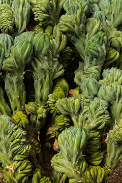 A cluster of green cactus