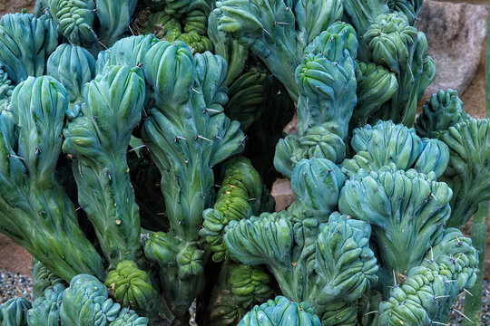 A cluster of green cactus
