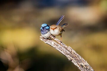 Cute superb fairy wrens couple cuddling on a wood with blurred background