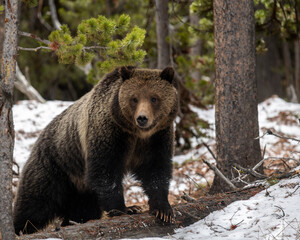 grizzly in snow