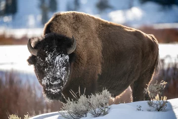 Papier Peint photo autocollant Bison Snowy bison face