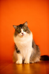 Vertical shot of an adorable fluffy cat looking at the camera on an orange wall background © Bong Tayzon/Wirestock Creators