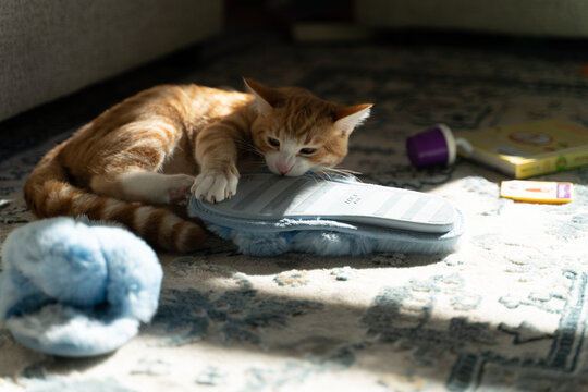 Closeup Shot Of An Adorable Orange Cat Playing With Slippers