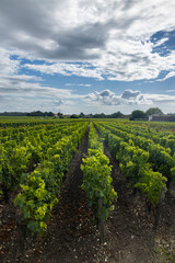 Fototapeta na wymiar Typical vineyards near Saint-Julien-Beychevelle, Bordeaux, Aquitaine, France