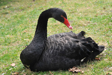 Fototapeta premium Portrait of black swan ,sitting on the young spring grass . Animals and birds photo outdoors. Black swan close up