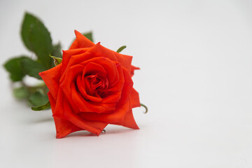 Close up view of red flower rose over white background