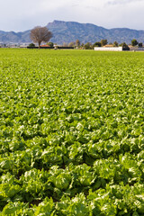 Large agriculture field with iceberg lettuce production in Murcia region in Spain