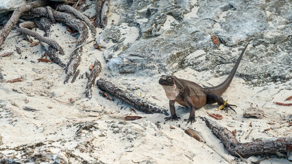 lizard reptile island bahamas