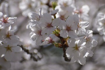 満開の桜