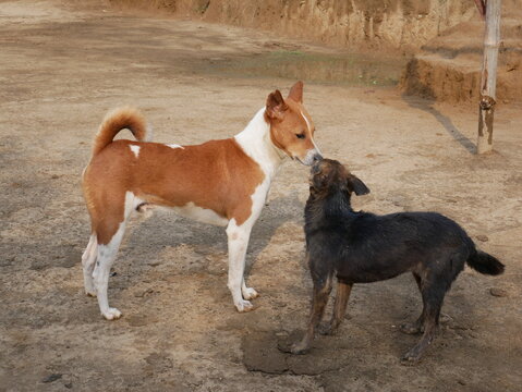 dog and dogy