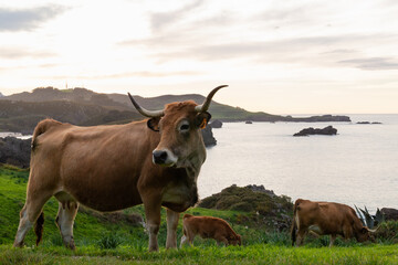 Cows by the sea, adult cow and little calf