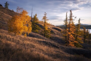 Fototapeta premium autumn forest in the mountains