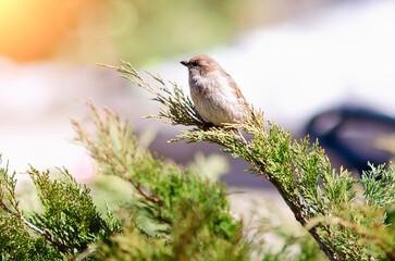 A sparrow sits on a tree branch in bright sunlight, close-up. Place for text, copyspace. Beautiful natural background.