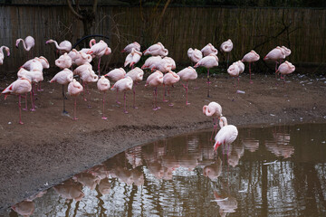 Beautiful view of flamingos  standing near the lake shore