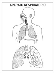School scheme of the respiratory system, lungs, on a white background whiout names