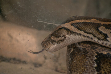 Closeup of a python molurus snake curved in a glass aquarium with its tongue out