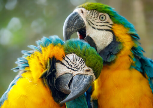 Closeup shot of colorful aras on the blurry background