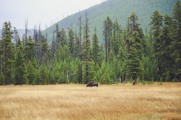 Yellow field with a grazing bison on the background of mountain forests with dense fir trees